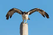 Osprey - Sea of Cortez, Mexico  Sea of Cortez, Mexico