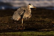 Sea of Cortez  Great Blue Heron : Great Blue Heron
