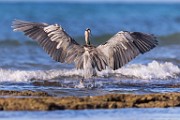 Sea of Cortez  Great Blue Heron : Great Blue Heron