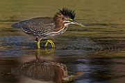 Sigma 150-600mm Test Shots  Green Heron : Green Heron