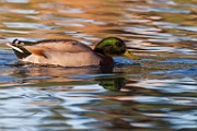 Sigma 150-600mm Test Shots  Mallard