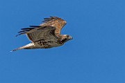 Sigma 150-600mm Test Shots  Red-tailed Hawk (Immature)