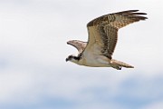 Sigma 150-600mm Test Shots  Osprey