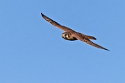 Sigma 150-600mm Lens Test Shots  American Kestrel