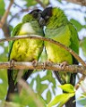 Sigma 150-600mm Test Shots  Parakeet; Nanday; also Black-hooded Parakeet : Parakeet, Nanday, also Black-hooded Parakeet