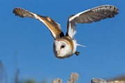 Soronan Desert Museum  Barn Owl : Barn Owl