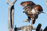 Soronan Desert Museum  Red-tailed Hawk : Red-tailed Hawk