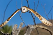 Soronan Desert Museum  Barn Owl : Barn Owl