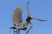 Soronan Desert Museum  Harris Hawk : Harris Hawk
