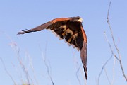 Soronan Desert Museum  Harris Hawk : Harris Hawk