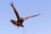 Soronan Desert Museum  Harris Hawk : Harris Hawk