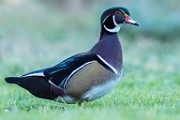 Wood Duck 04  Wood Duck