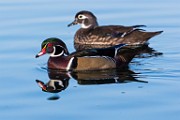 Wood Duck 06  Wood Duck