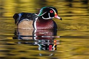 Wood Duck 07  Wood Duck