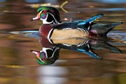 Wood Duck 08  Wood Duck