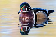 Wood Duck 09  Wood Duck