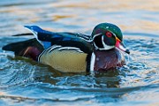 Wood Duck 14  Wood Duck