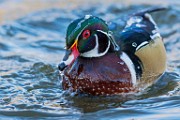 Wood Duck 16  Wood Duck