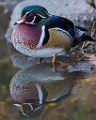 Wood Duck 28  Wood Duck