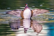 Wood Ducks  Wood Ducks : Wood Ducks