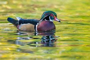 Wood Ducks  Wood Ducks : Wood Ducks