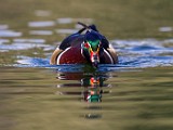 Wood Ducks  Wood Ducks : Wood Ducks