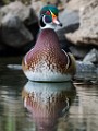 Wood Ducks  Wood Ducks : Wood Ducks