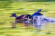 Wood Ducks  Wood Ducks : Wood Ducks