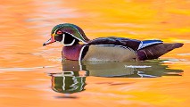 Wood Ducks 2022  Wood Ducks : Wood Ducks