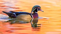 Wood Ducks 2022  Wood Ducks : Wood Ducks