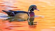 Wood Ducks 2022  Wood Ducks : Wood Ducks