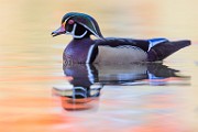 Wood Ducks 2022  Wood Ducks : Wood Ducks