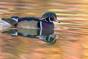 Wood Ducks 2022  Wood Ducks : Wood Ducks