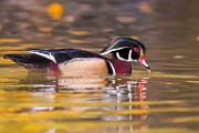 Wood Ducks 2022  Wood Ducks : Wood Ducks