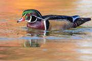 Wood Ducks 2022  Wood Ducks : Wood Ducks