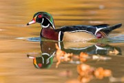 Wood Ducks 2022  Wood Ducks : Wood Ducks