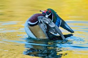 Wood Duck  Wood Duck : Wood Duck