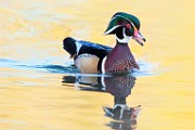 Wood Duck  Wood Duck : Wood Duck