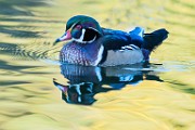 Wood Duck  Wood Duck : Wood Duck