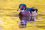 Wood Ducks 2023  Wood Ducks : Wood Ducks