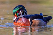 Wood Ducks 2023  Wood Ducks : Wood Ducks