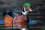 Wood Ducks 2023  Wood Ducks : Wood Ducks