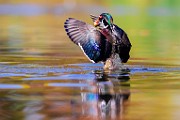 Wood Ducks 2023  Wood Ducks : Wood Ducks