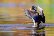 Wood Ducks 2023  Wood Ducks : Wood Ducks
