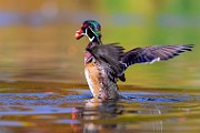 Wood Ducks 2023  Wood Ducks : Wood Ducks