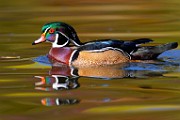 Wood Ducks 2023  Wood Ducks : Wood Ducks