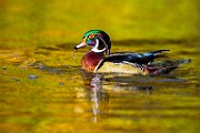 Wood Ducks 2023  Wood Ducks : Wood Ducks