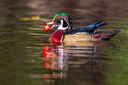 Wood Ducks 2023  Wood Ducks : Wood Ducks