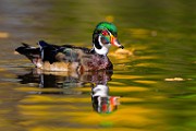 Wood Ducks 2023  Wood Ducks : Wood Ducks