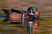 Wood Ducks 2023  Wood Ducks : Wood Ducks